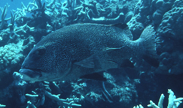 Plectorhinchus obscurus